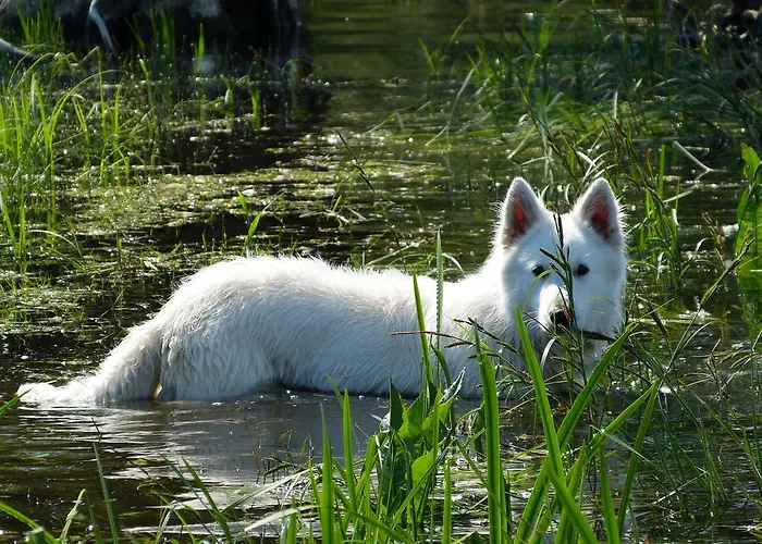 Lägenhet Grosse 85qm